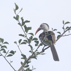 Tockus erythrorhynchus