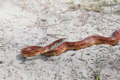 Pantherophis guttatus
