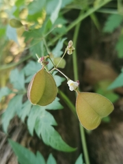 Cardiospermum halicacabum