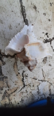 Muricoidea