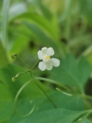 Cardiospermum halicacabum