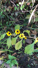 Rudbeckia triloba