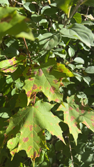 Acer rubrum