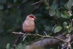 Estrilda troglodytes