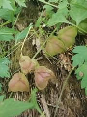 Cardiospermum halicacabum