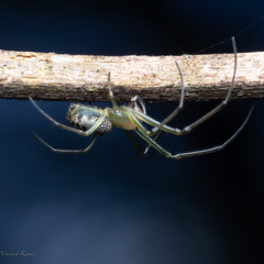 Tetragnathidae