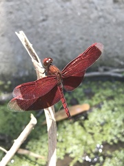 Neurothemis taiwanensis