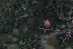 Estrilda troglodytes