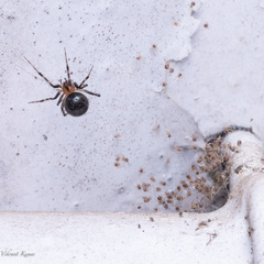 Theridiidae