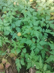 Cardiospermum halicacabum