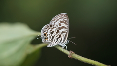 Leptotes plinius plinius
