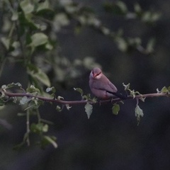 Estrilda troglodytes