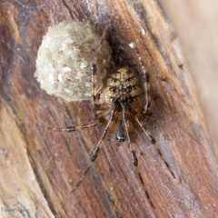 Theridiidae