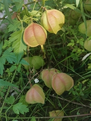 Cardiospermum halicacabum