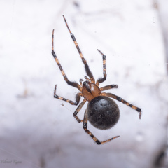 Theridiidae
