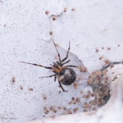 Theridiidae