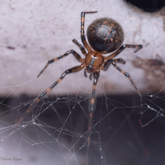 Theridiidae