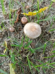 Agaricus
