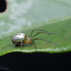 Tetragnathidae
