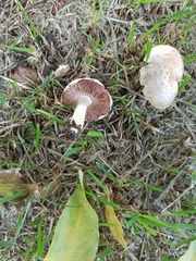 Agaricus