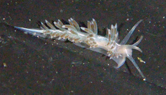 Coryphella cooperi