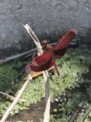 Neurothemis taiwanensis