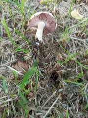 Agaricus