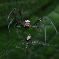 Leucauge tessellata