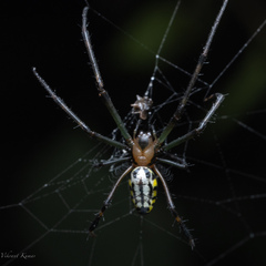 Leucauge tessellata