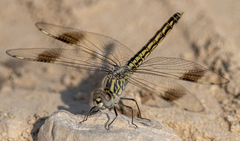 Brachythemis impartita