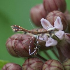 Geina tenuidactylus