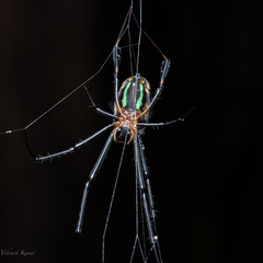 Leucauge tessellata