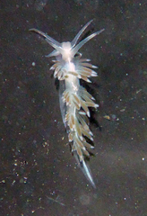 Coryphella cooperi