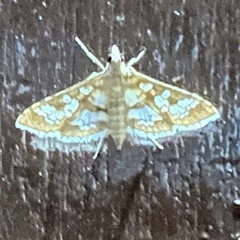 Sameodes cancellalis