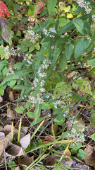 Symphyotrichum lateriflorum