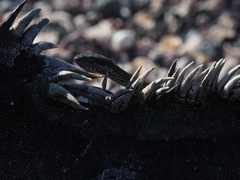 Pseudalsophis biserialis