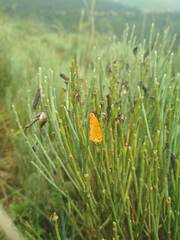 Cytisus oromediterraneus