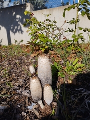 Coprinus comatus