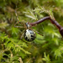 Theridiidae