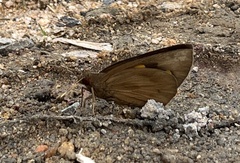 Erionota torus