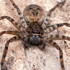Sparassidae