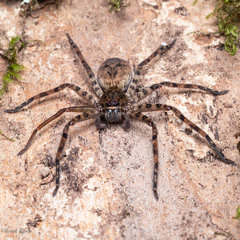 Sparassidae