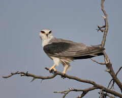 Elanus caeruleus caeruleus