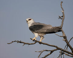 Elanus caeruleus caeruleus