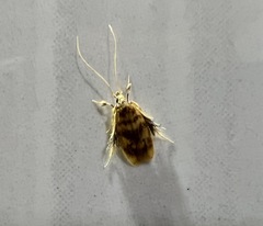 Stathmopoda stimulata