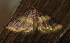 Lophosis labeculata