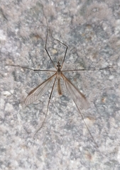 Tipula