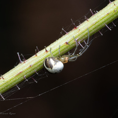 Tetragnathidae