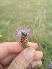 Cryptocephalus