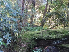 Microsorum pustulatum